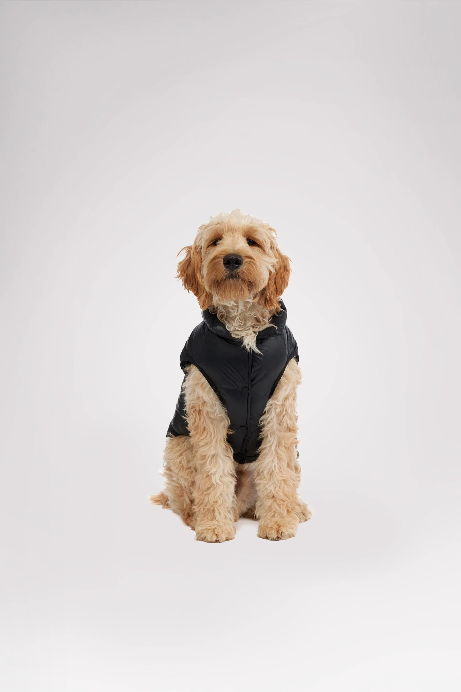 Alexis Jacket for Dogs - Image 3