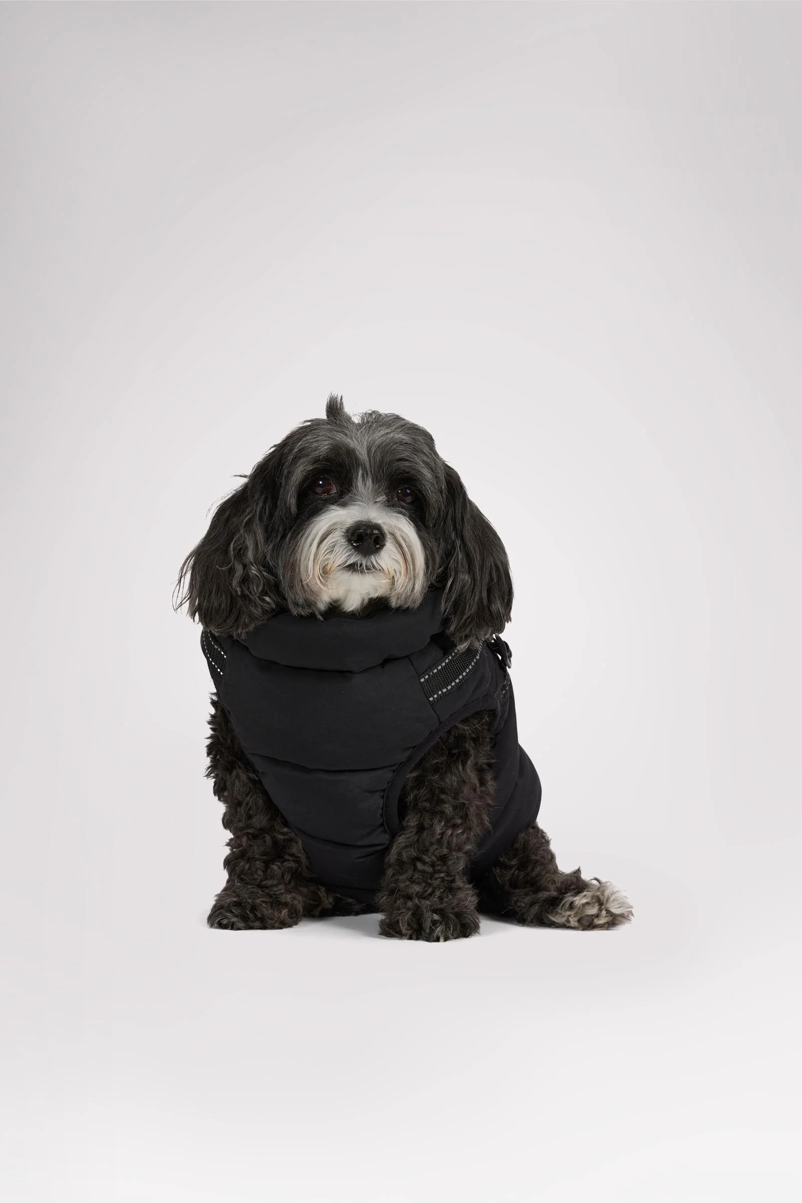 Atlas Puffer Jacket with Built-In Harness for Dogs - Image 3