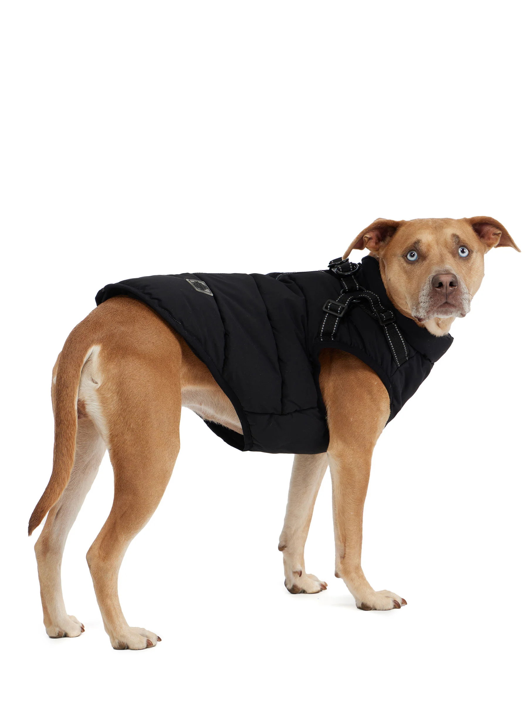 Atlas Puffer Jacket with Built-In Harness for Dogs - Image 7