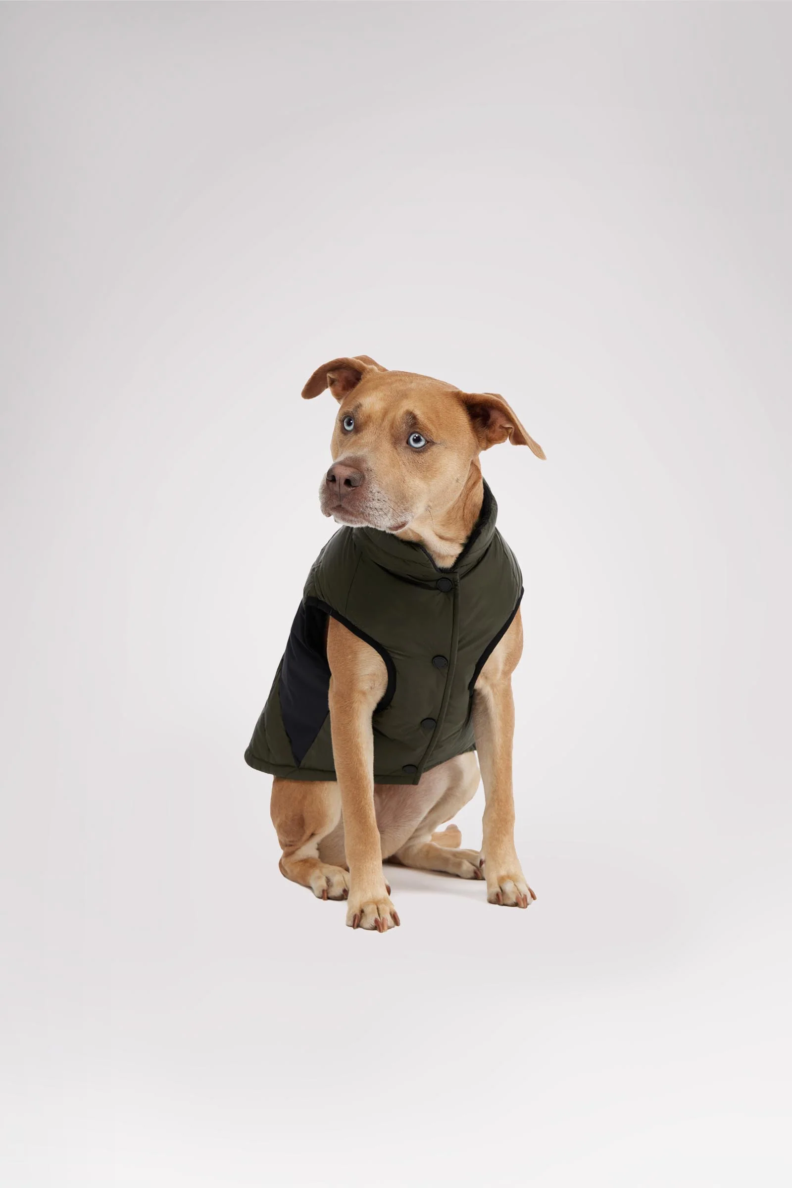 Beau Jacket w/Leash Attachment for Dogs - Image 3