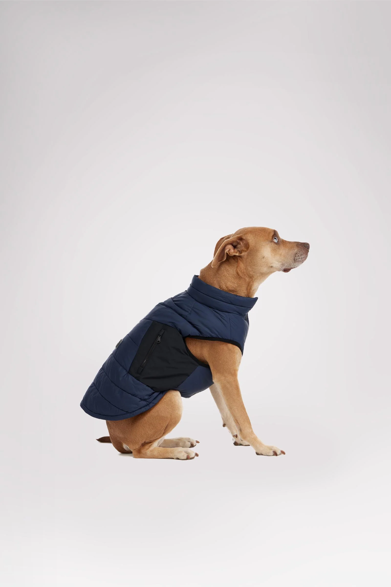 Beau Jacket w/Leash Attachment for Dogs - Image 8