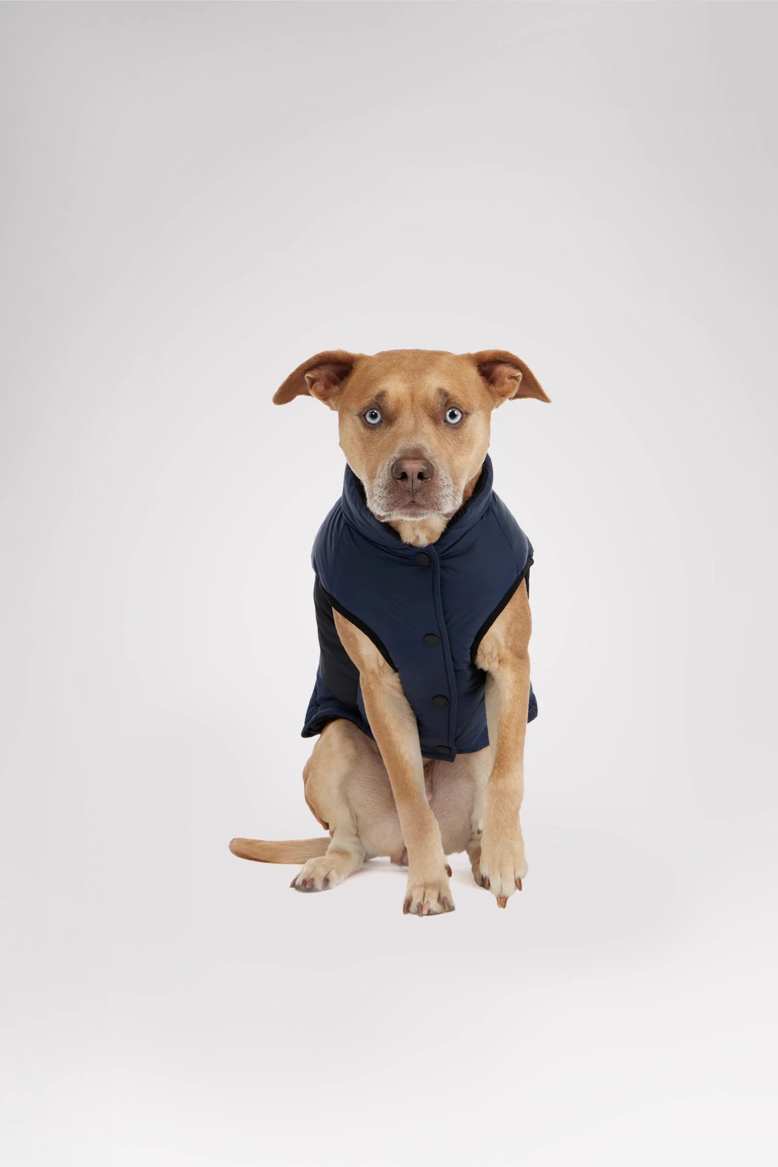 Beau Jacket w/Leash Attachment for Dogs - Image 9