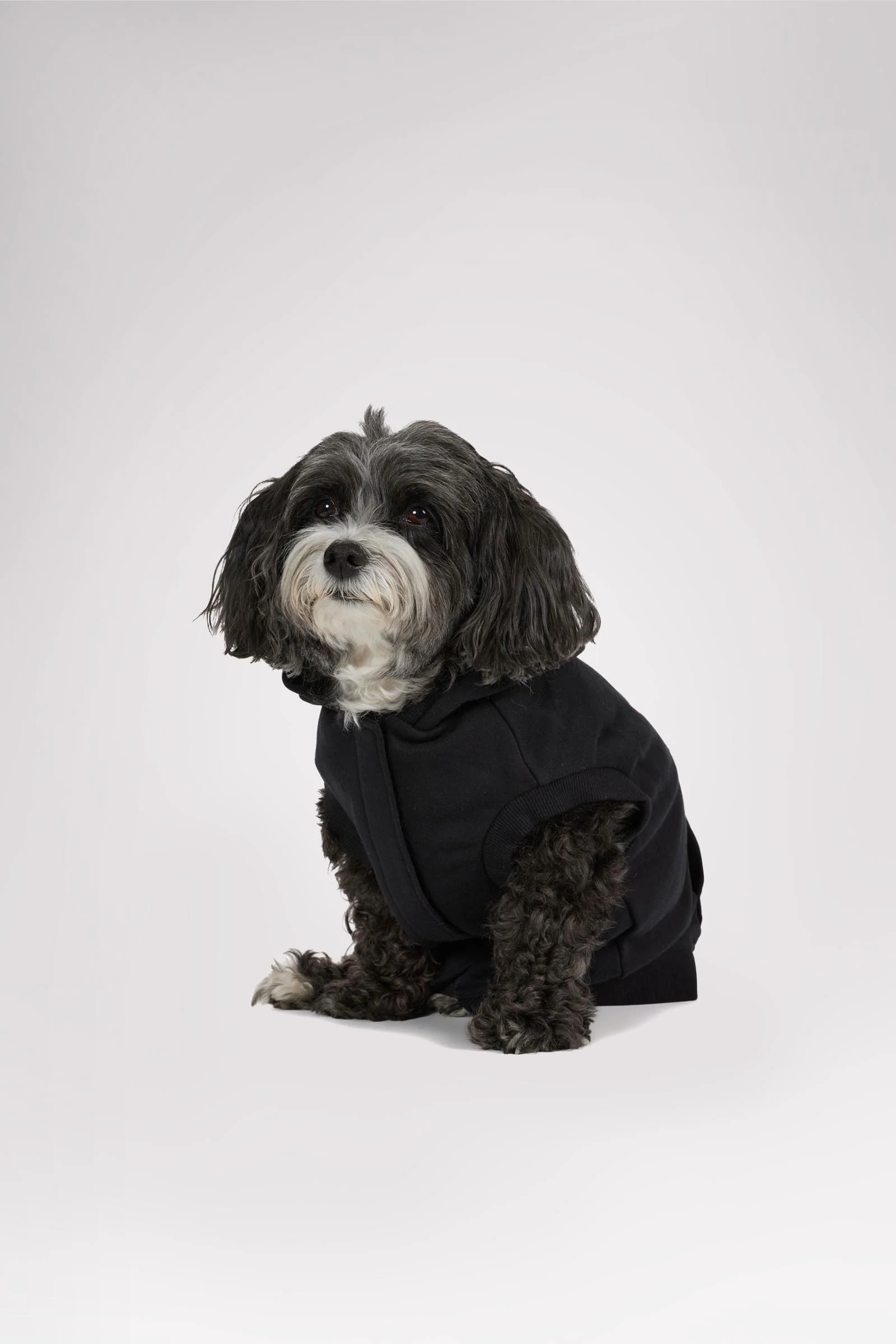 Dash Hoodie for Dogs - Image 3