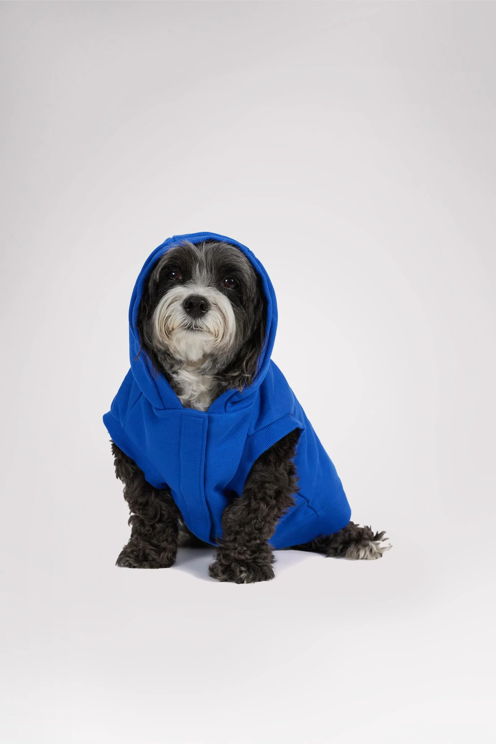 Dash Hoodie for Dogs - Image 6