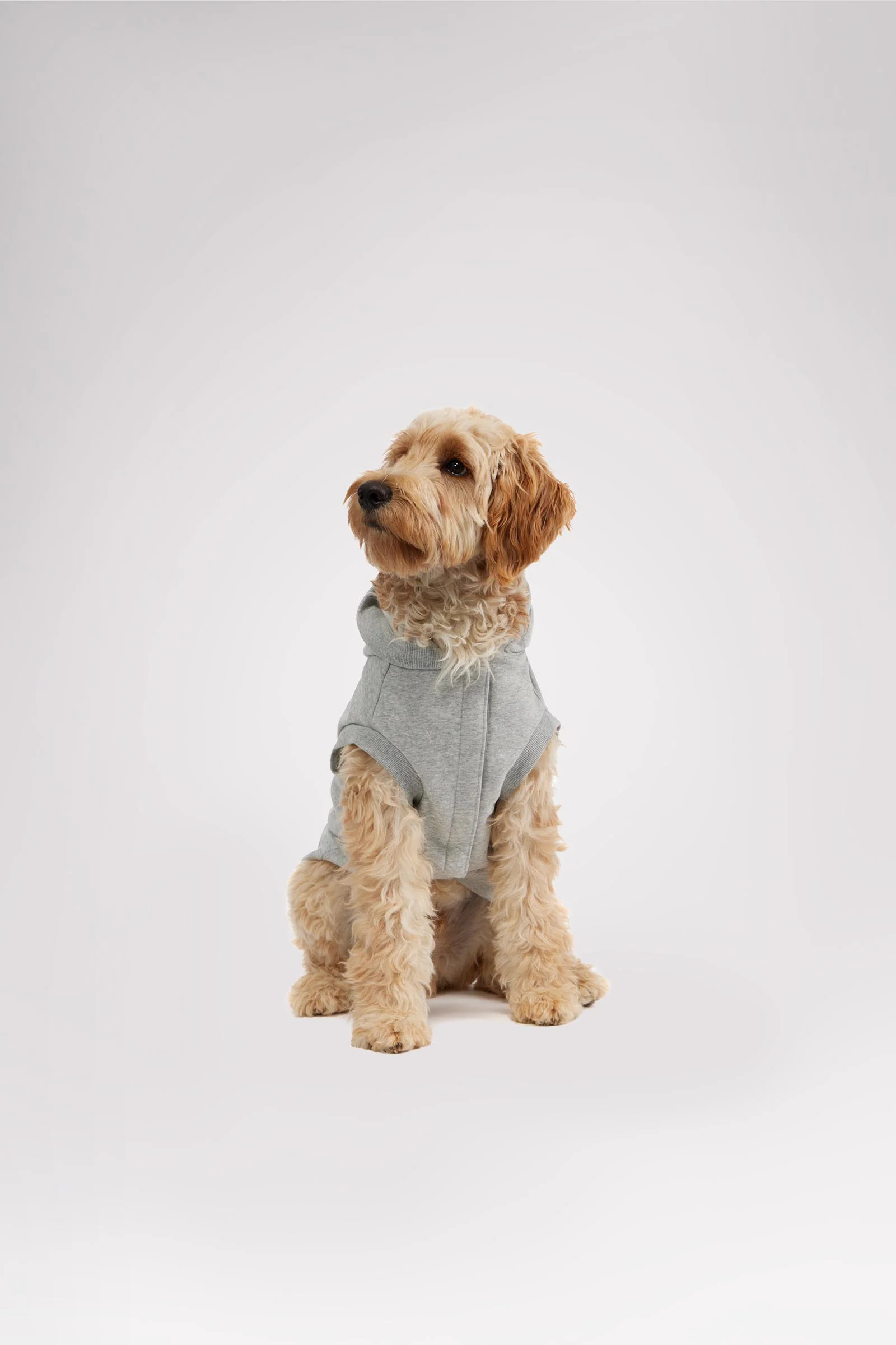 Dash Hoodie for Dogs - Image 9