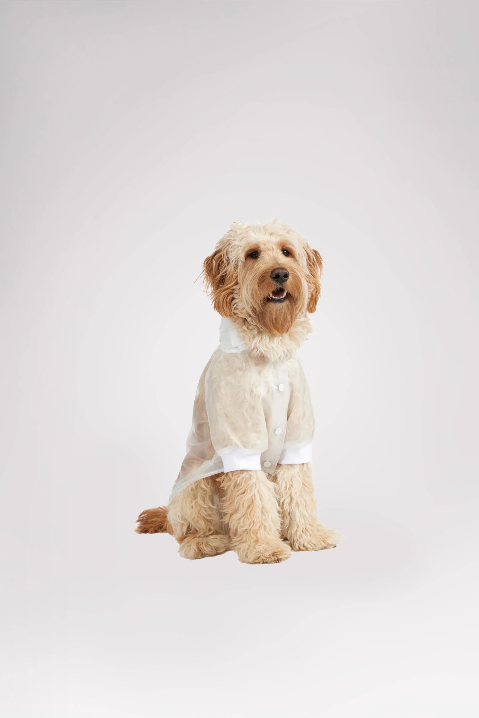 Iggy Rain Jacket w/hood for Dogs - Image 3