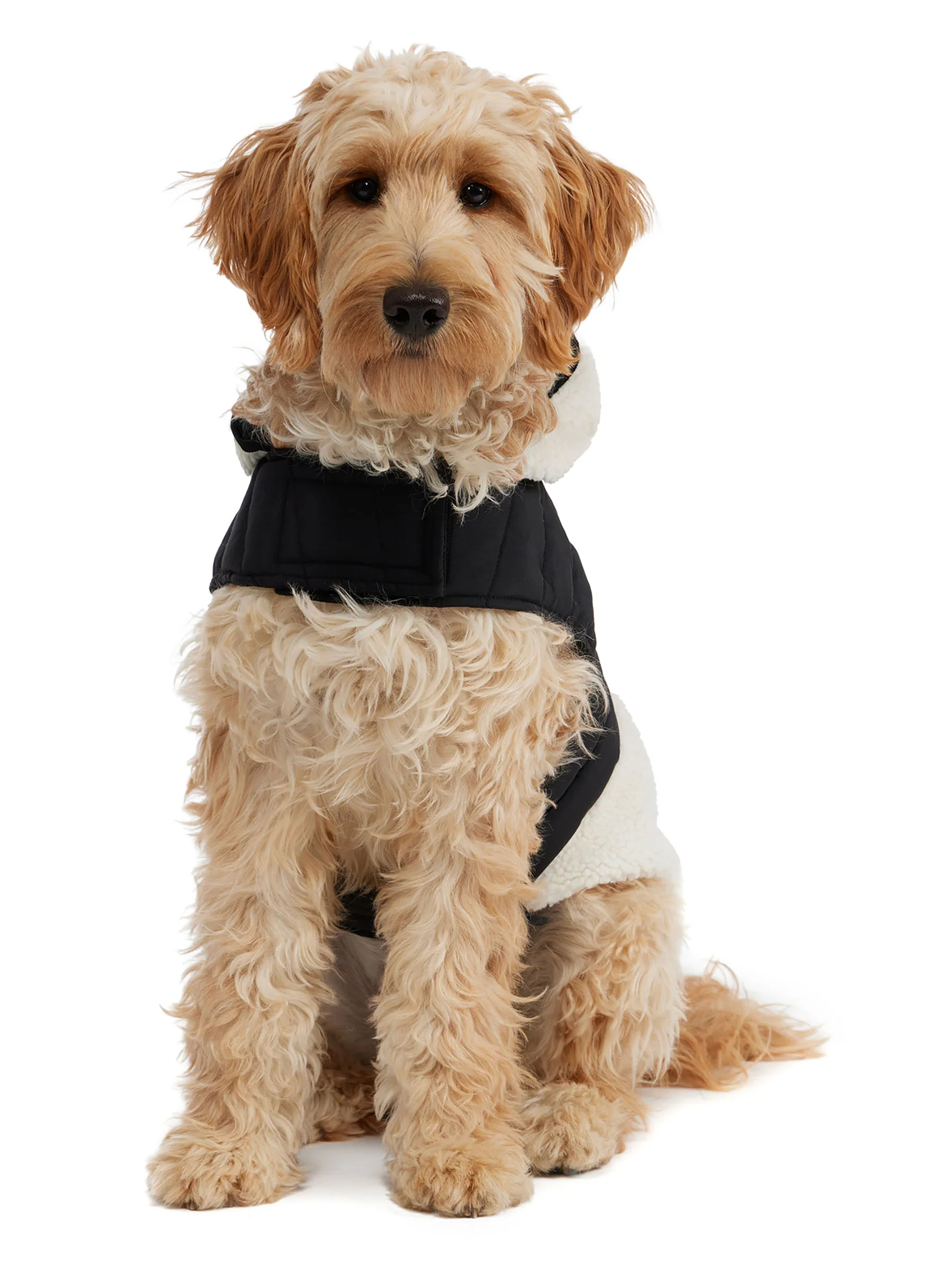 Loki Easy Fit Jacket w/Hood for Dogs - Image 3