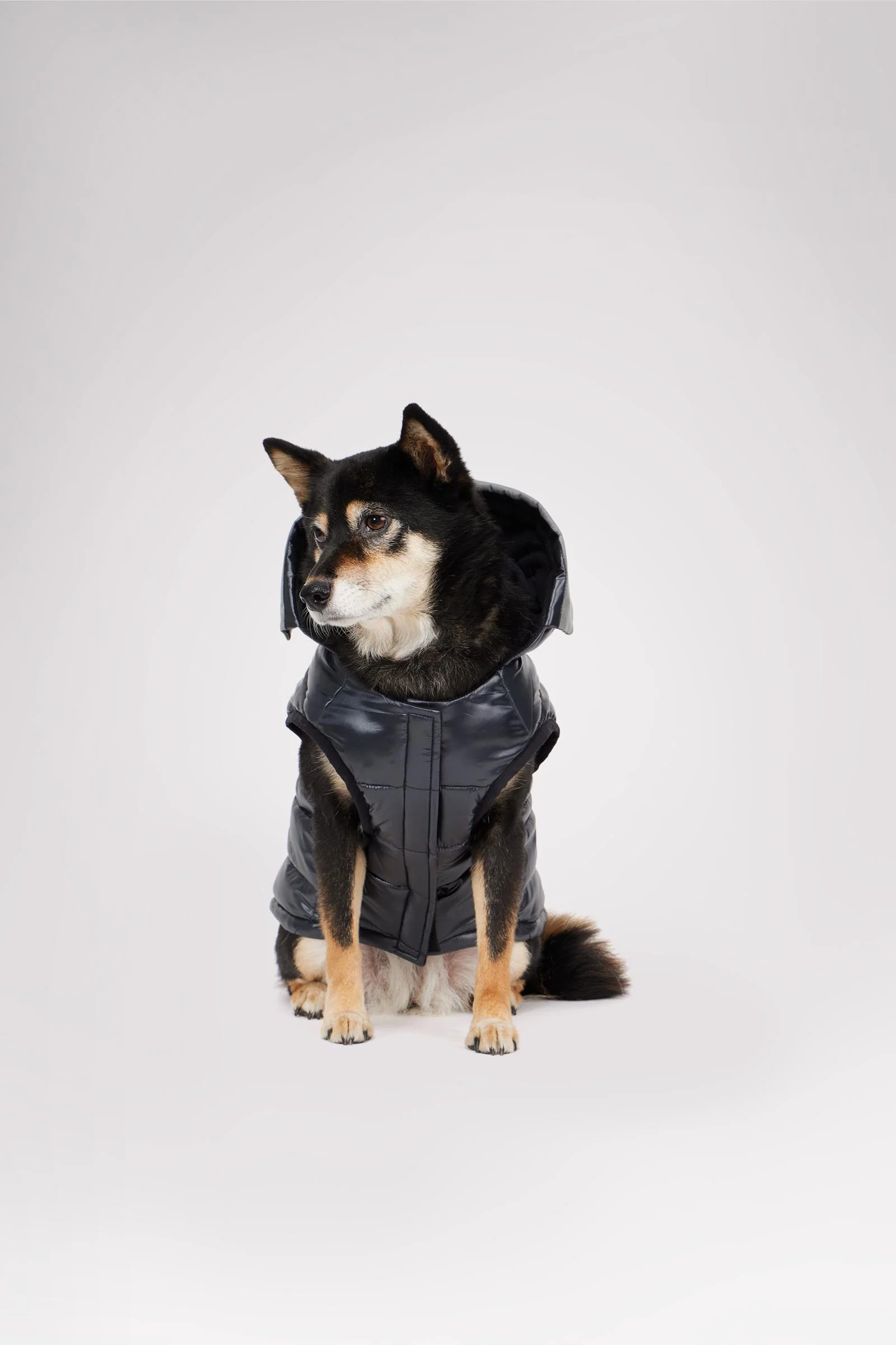Miles Quilted Coat with reflective Visor for Dogs - Image 3