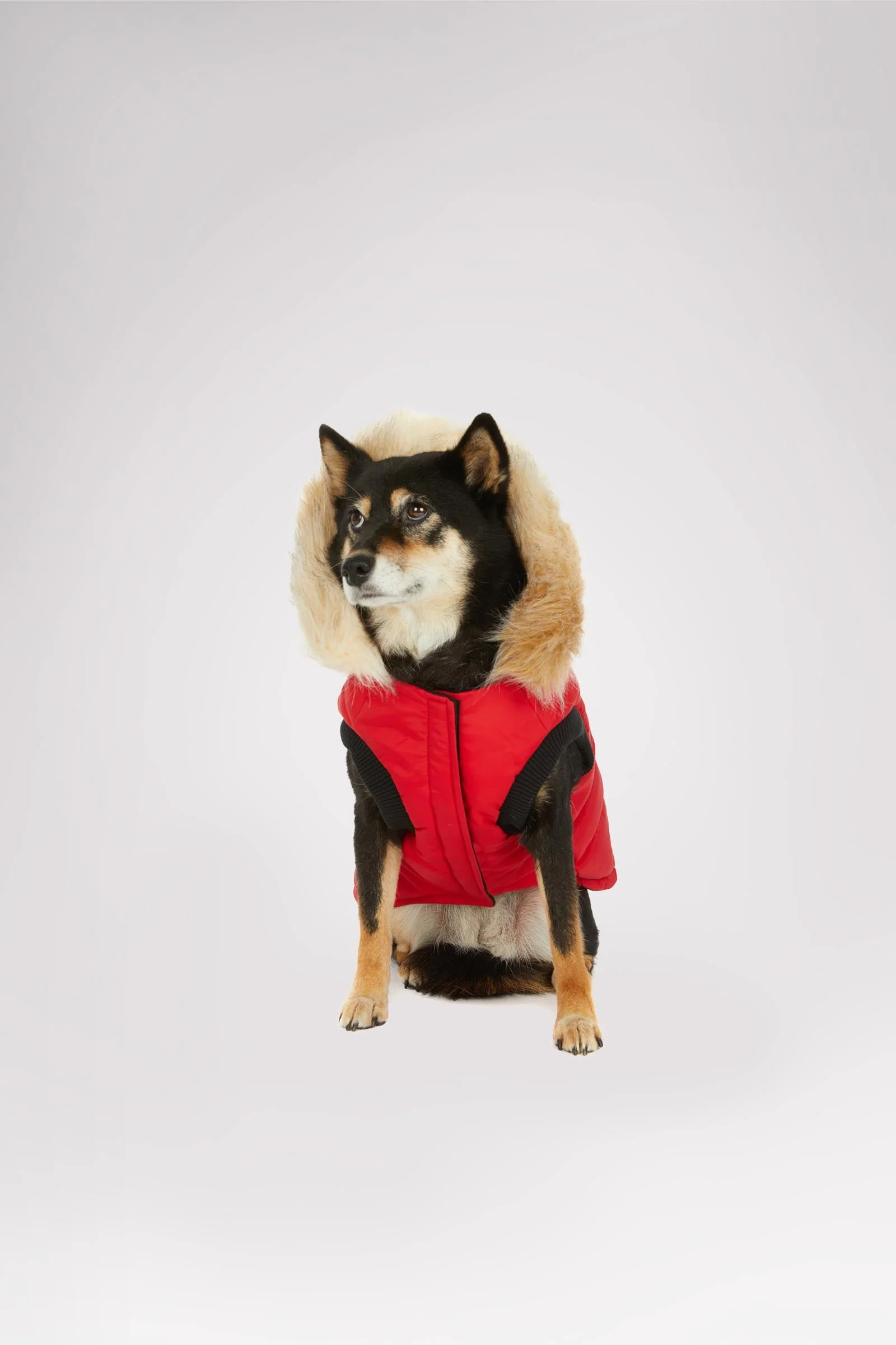 Toby Jacket for Dogs - Image 3