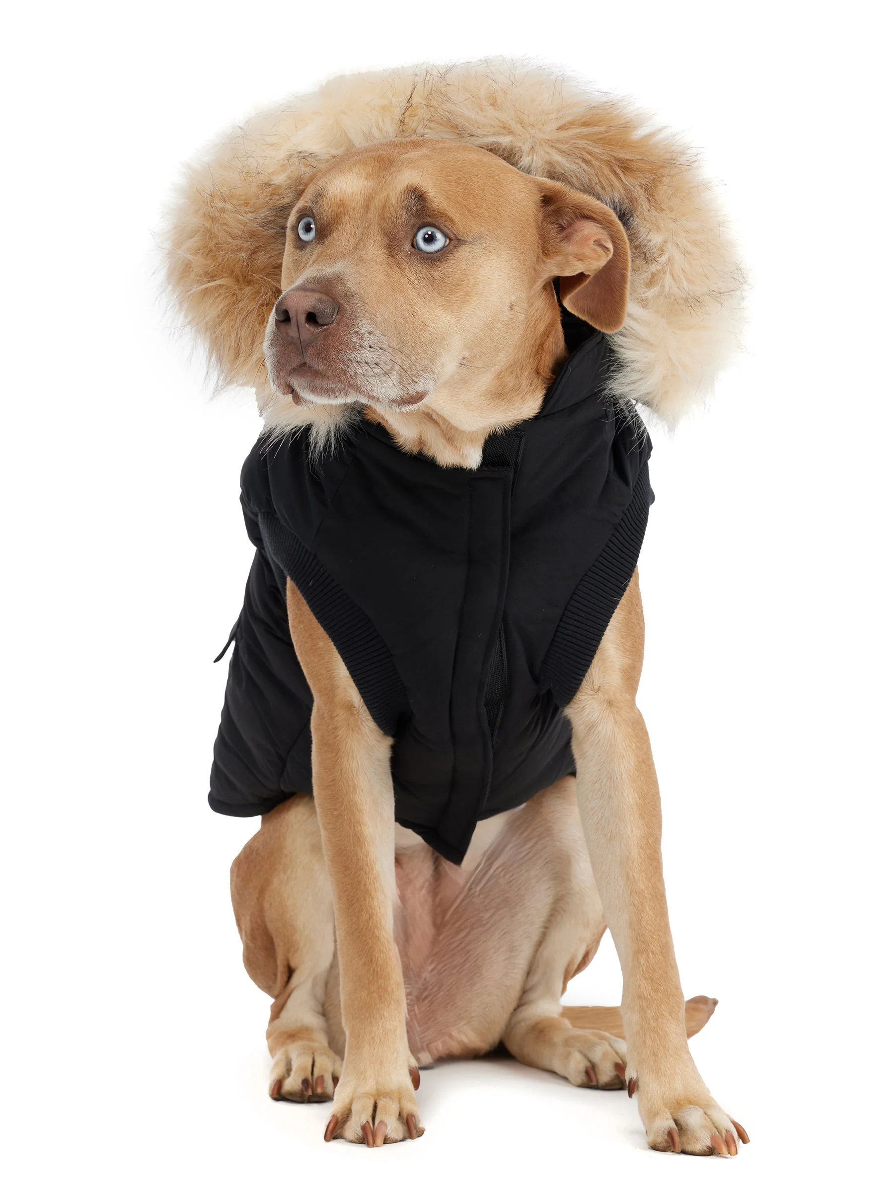 Zeus Jacket for Dogs w/Faux Fur Trim - Image 7